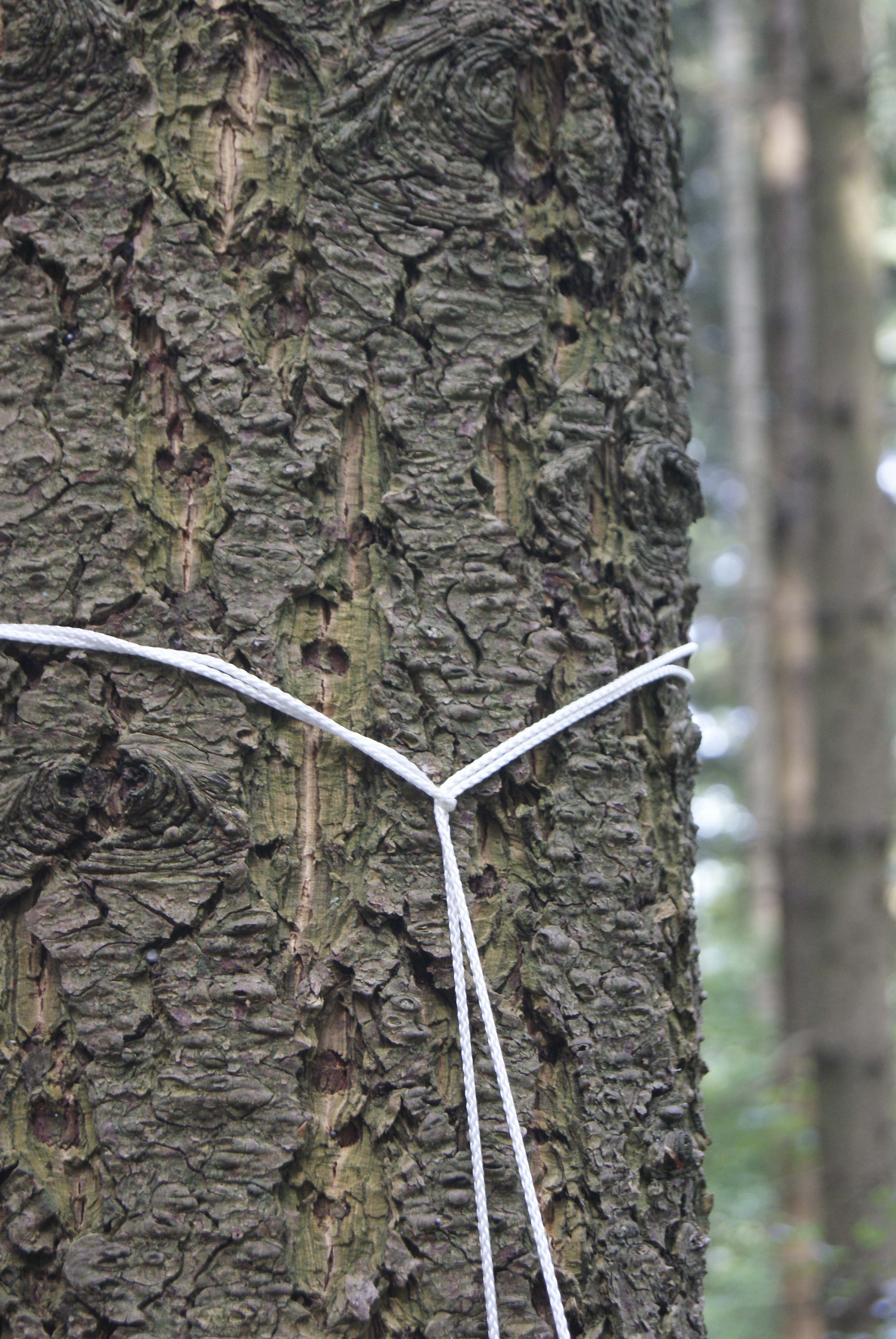 Ankerstich am Baum