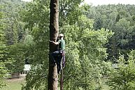 Mann klettert einen Baum hoch