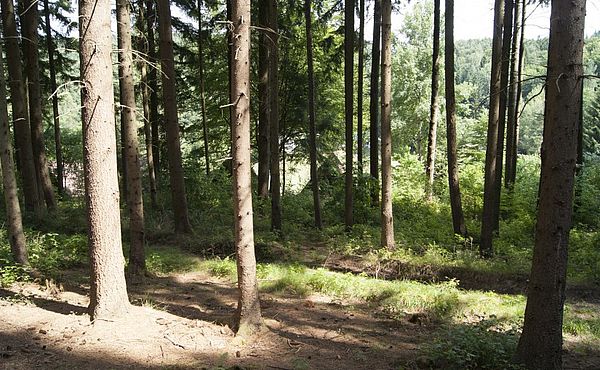 Bäume in einem Waldstück