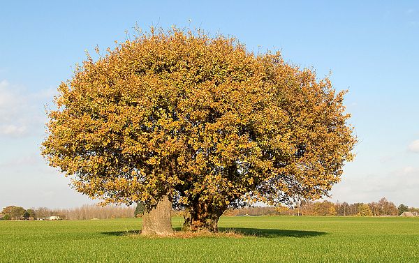 Baum im Sommer sommer