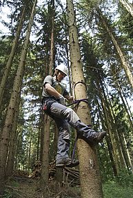 eine Person klettert mithilfe mehrerer Bandschlingen am Baum