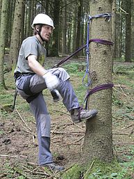 Mann fängt an Baum mit Bandschlingen zu erklettern