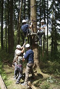 mehrere Personen klettern und sichern am Baum