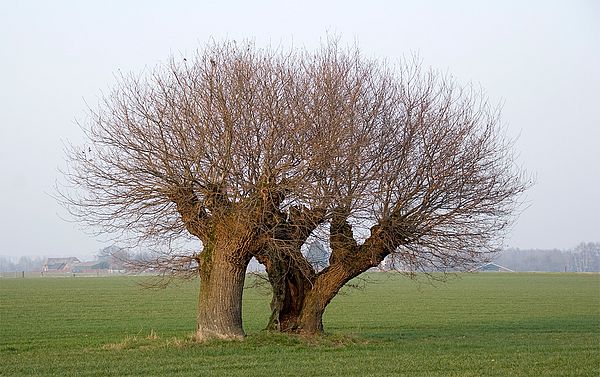 Baum im Herbst baum im Herbst
