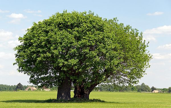 Baum im Frühling frühling